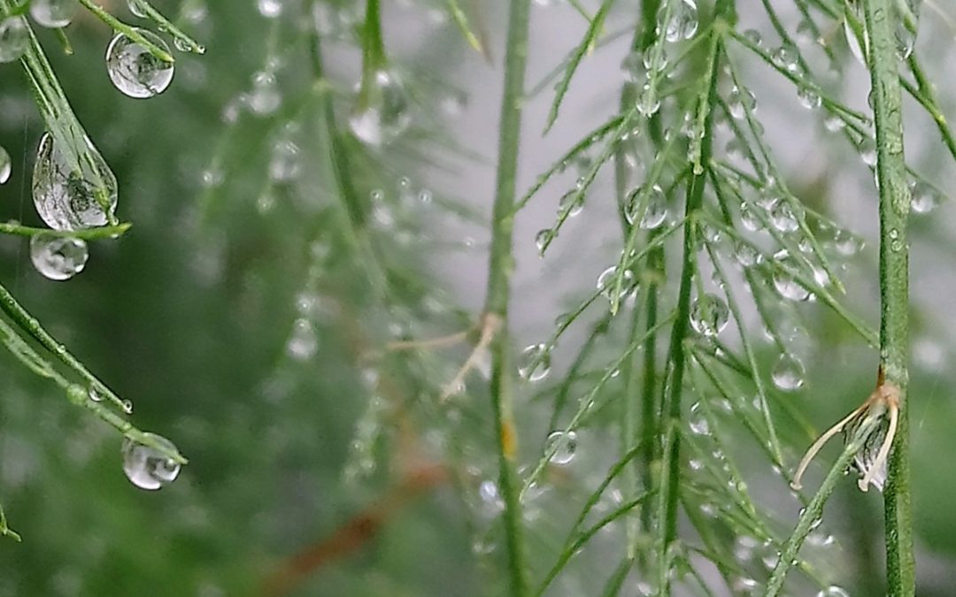 Wasser – Analytiker und Impulsgeber